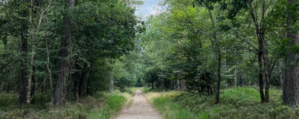 Vakantiehuis huren Nederland 2 Bos
