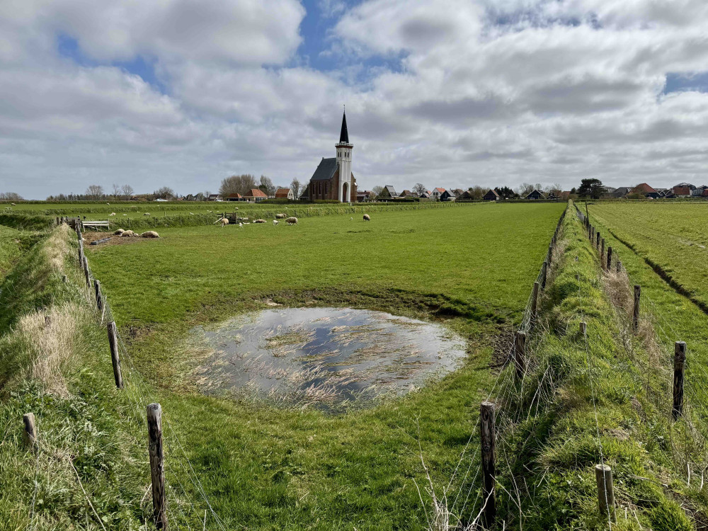 Witte kerkje Den Hoorn schapen