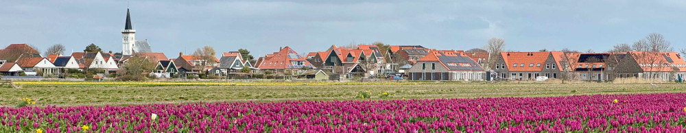Witte Kerkje Den Hoorn bollenvelden